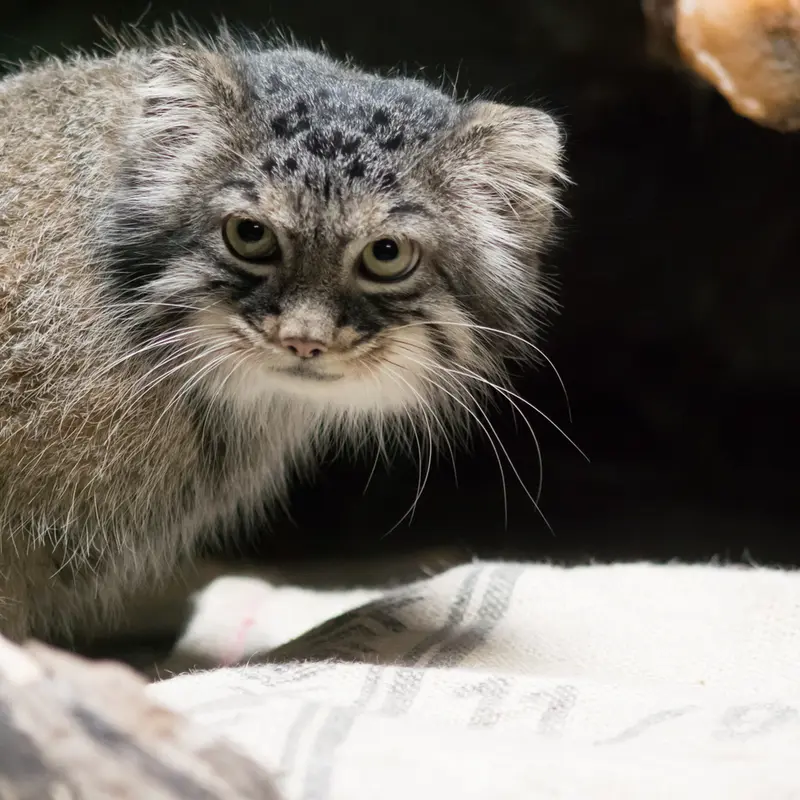 A photograph of Shafran in Ueno Zoological Gardens