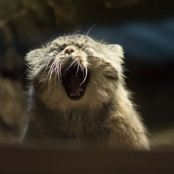 A photograph of Primula in Ueno Zoological Gardens