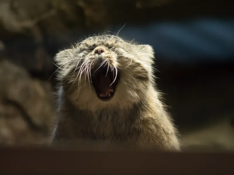 A photograph of Primula in Ueno Zoological Gardens