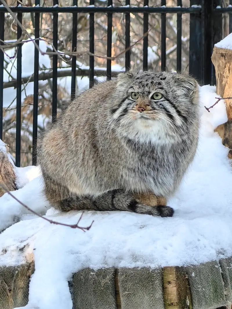 A photograph of Son of  Eve 2024 Ⅳ in Novosibirsk Zoo