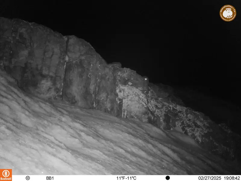 A photograph of Otocolobus manul manul from Aktas-Kunkora camera trap