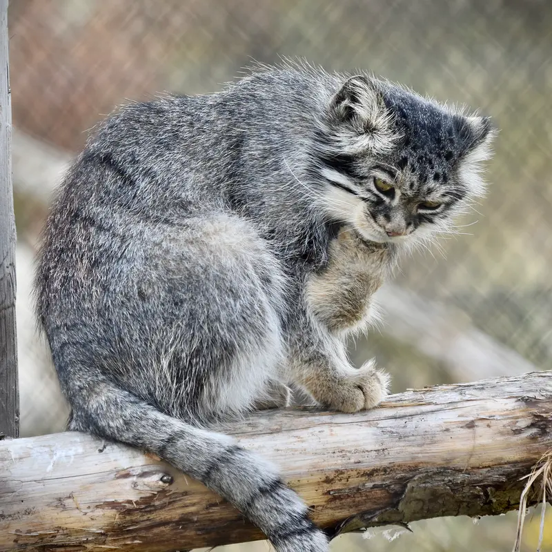 A photograph of Atlan in Port Lympne Wild Animal Park