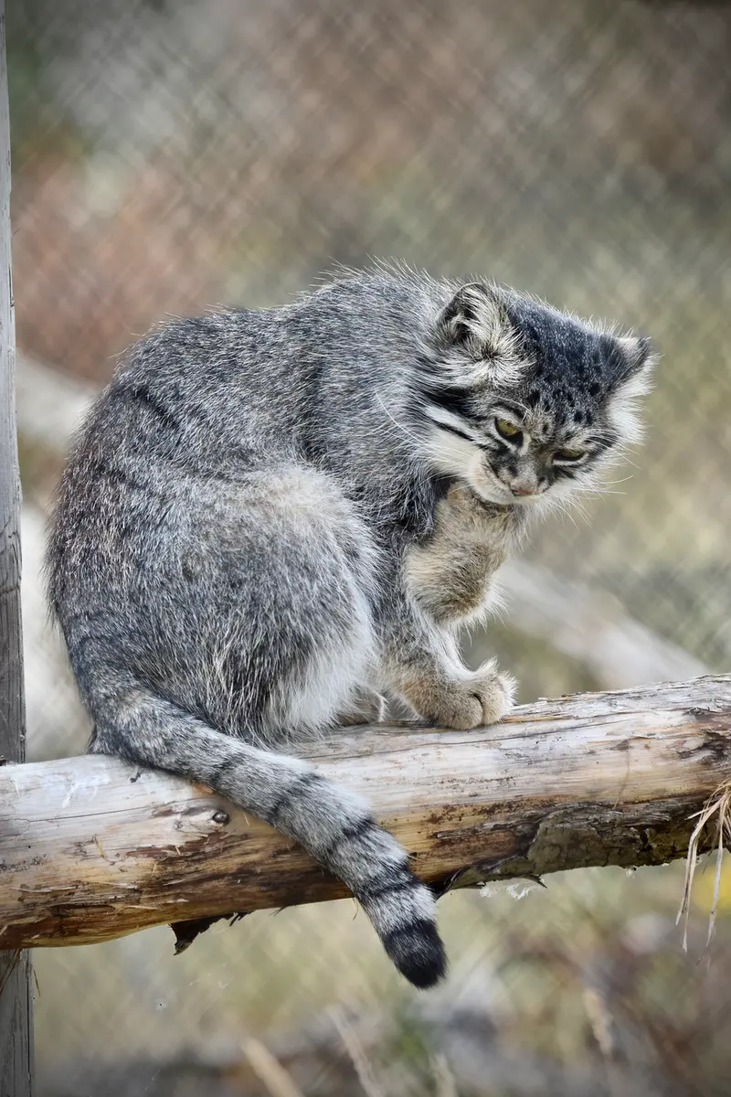 A photograph of Atlan in Port Lympne Wild Animal Park