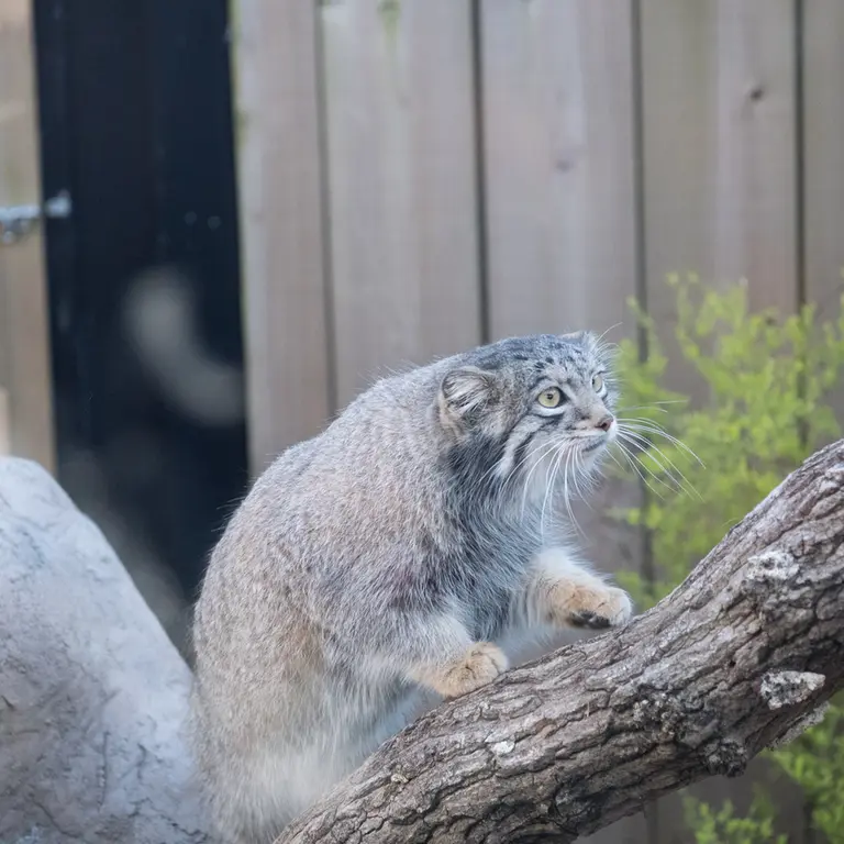 A photograph of Oto in Saitama Children's Zoo
