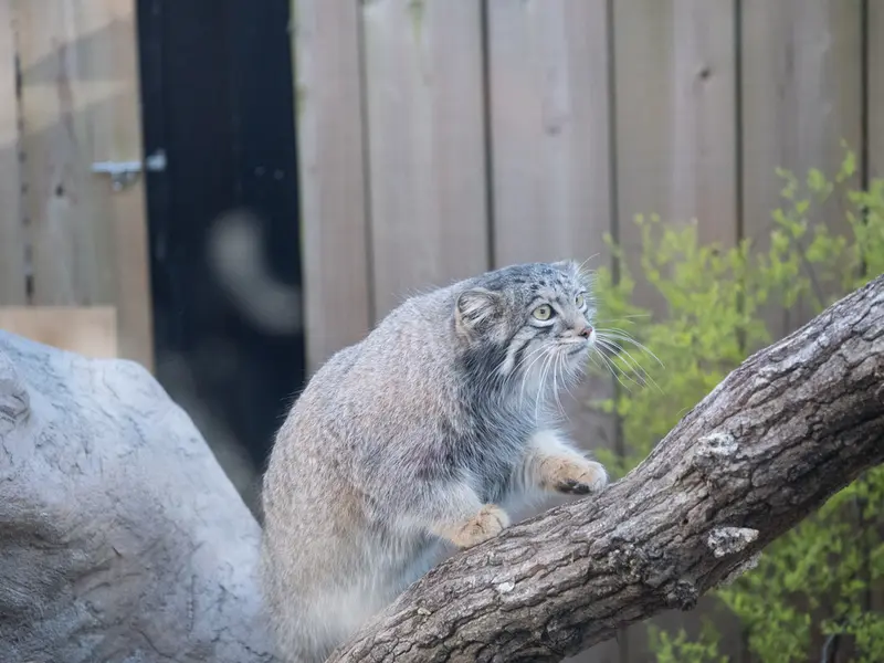 A photograph of Oto in Saitama Children's Zoo
