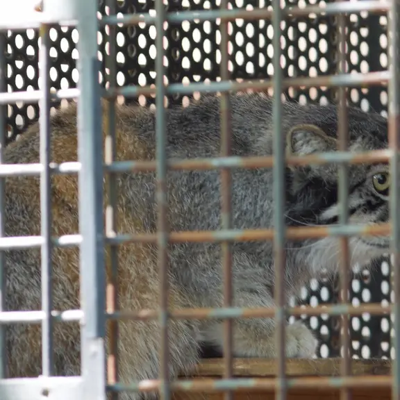 A photograph of a Pallas's cat in Kobe Oji Zoo