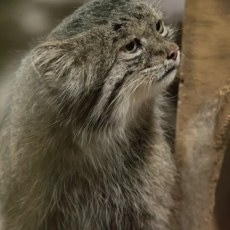 A photograph of Klyon in Ueno Zoological Gardens