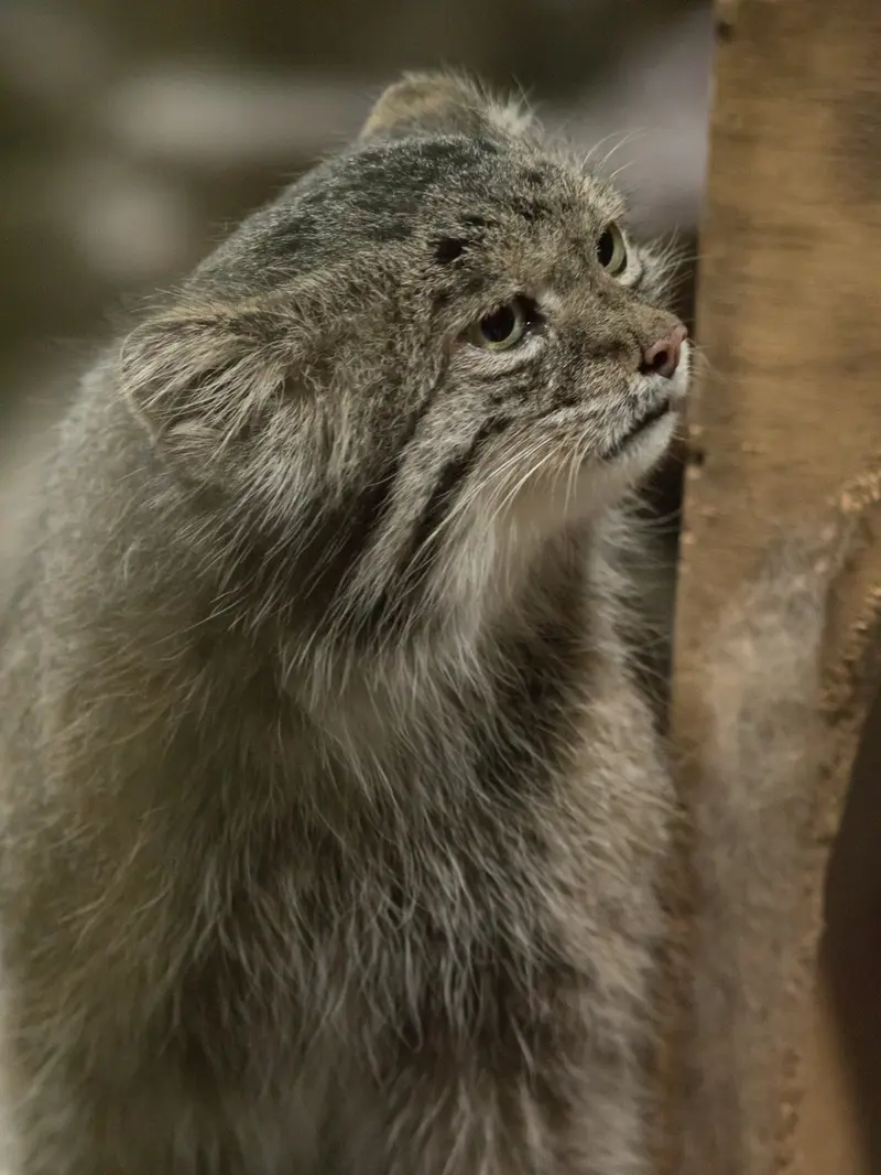 A photograph of Klyon in Ueno Zoological Gardens