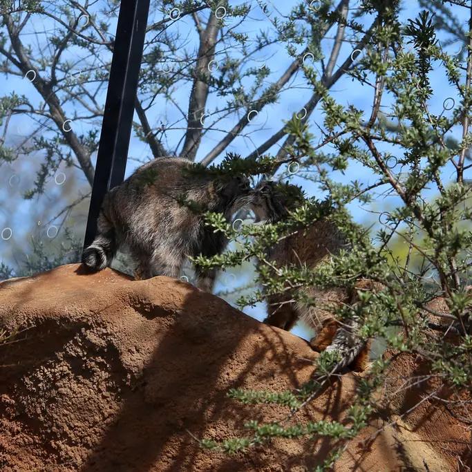 A photograph of Prinsessa and Spay in Prague Zoo