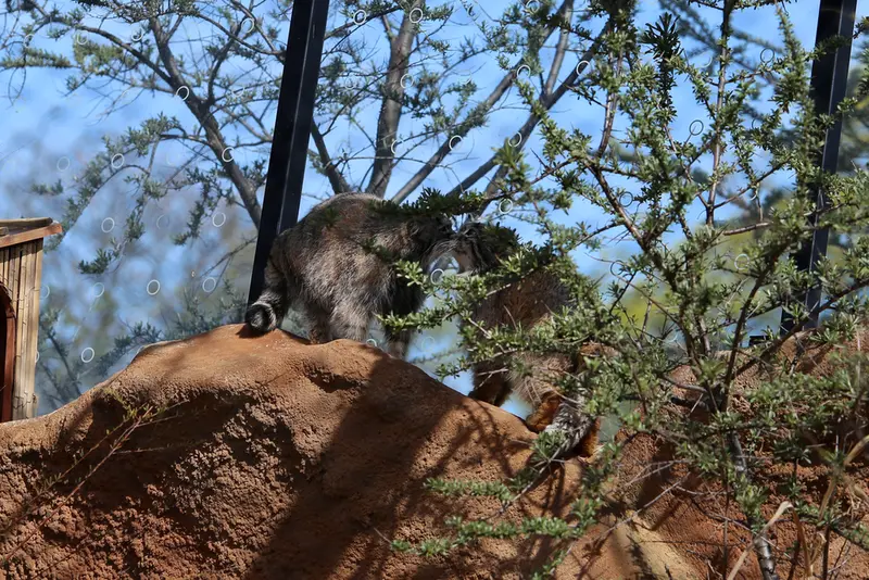 A photograph of Prinsessa and Spay in Prague Zoo