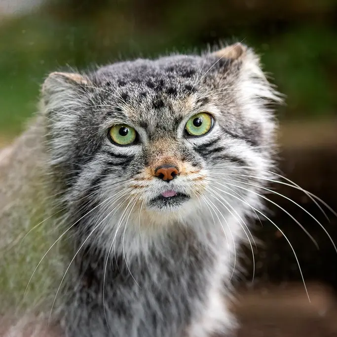 A photograph of Bo in Cheyenne Mountain Zoo