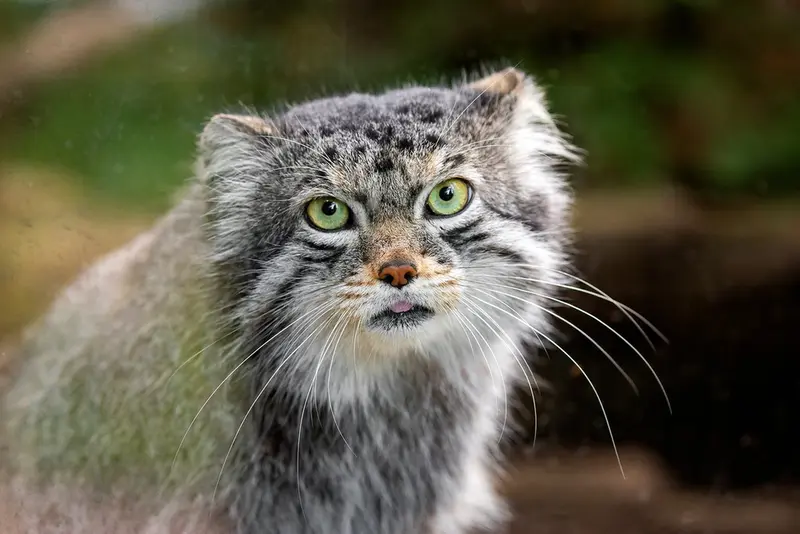 A photograph of Bo in Cheyenne Mountain Zoo