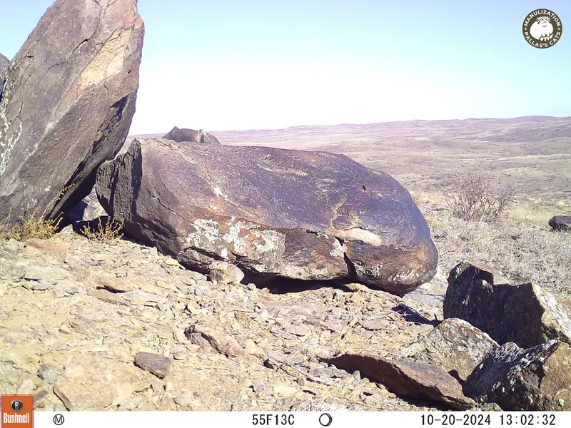 A photograph of Kazakh pika from Koshkar camera trap