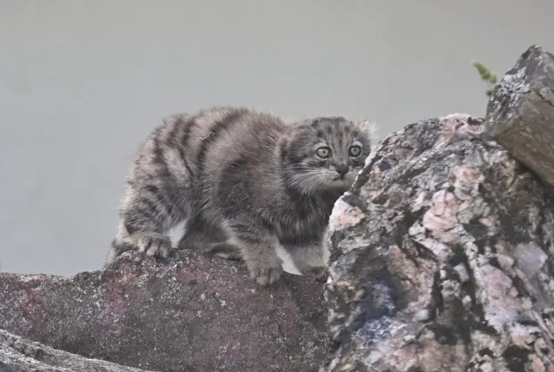 A photograph of a Pallas's cat