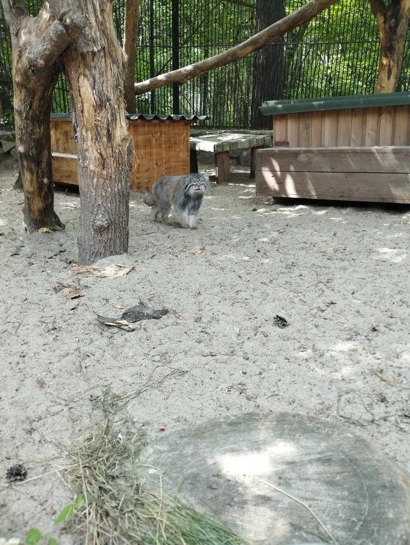 A photograph of a Pallas's cat in Novosibirsk Zoo