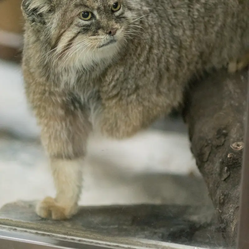A photograph of Primula in Ueno Zoological Gardens