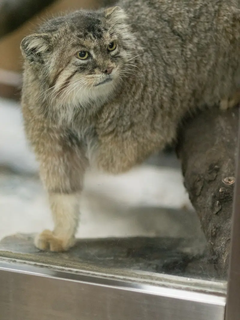 A photograph of Primula in Ueno Zoological Gardens