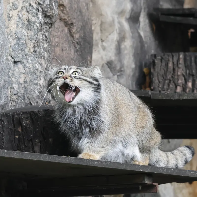A photograph of Timofey in Moscow zoo
