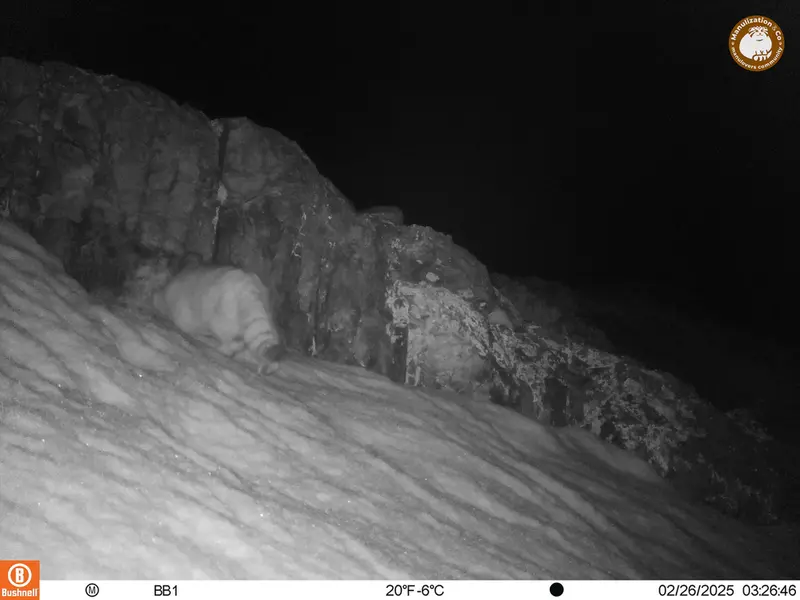 A photograph of Otocolobus manul manul from Aktas-Kunkora camera trap