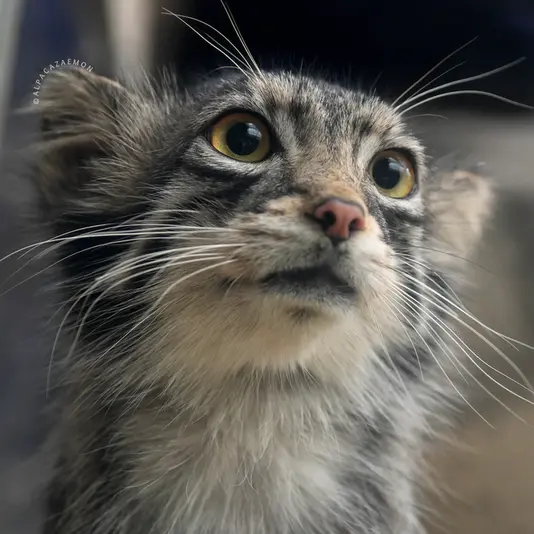 A photograph of Oto in Kobe Animal Kingdom