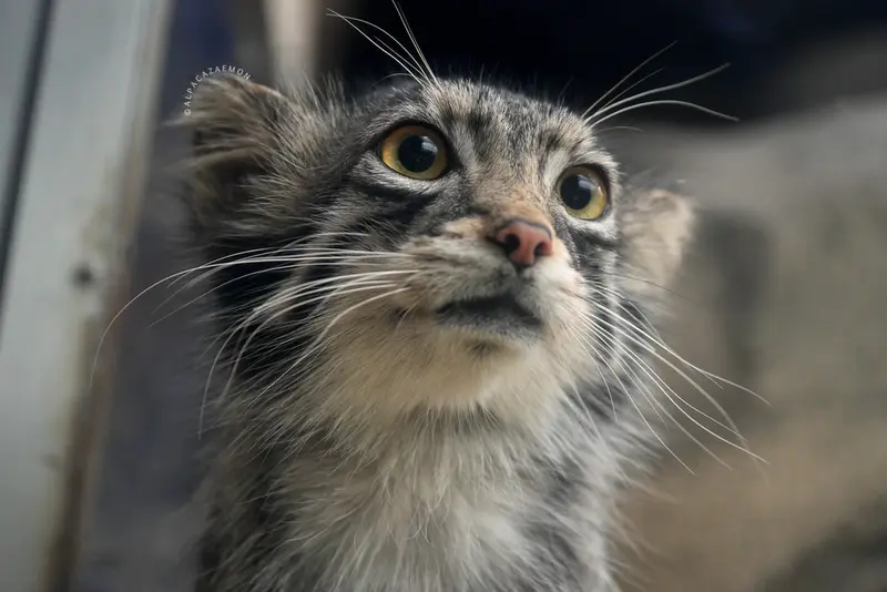 A photograph of Oto in Kobe Animal Kingdom