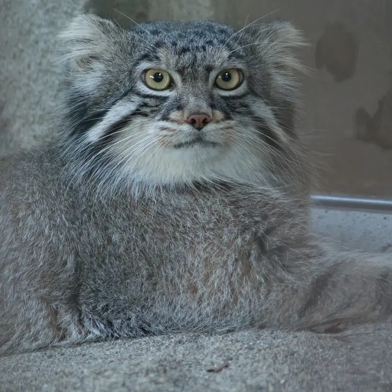 A photograph of Figa in Nogeyama Zoo