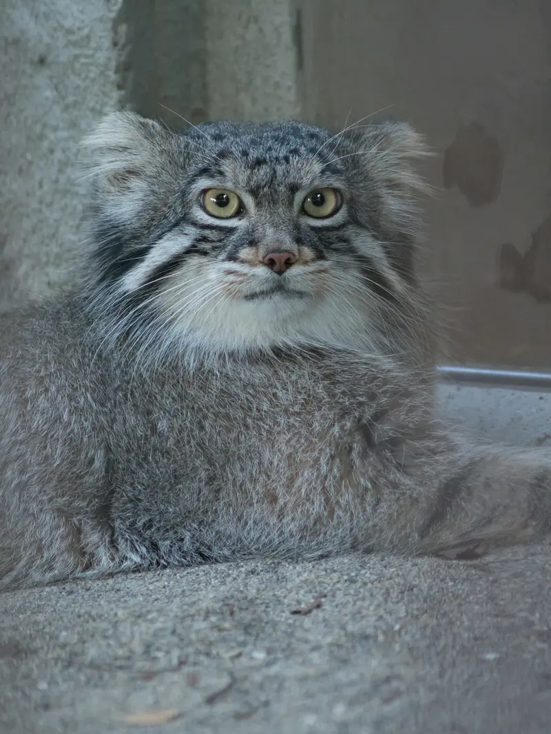 A photograph of Figa in Nogeyama Zoo