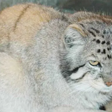 A photograph of Jubei in Higashiyama Zoo and Botanical Gardens