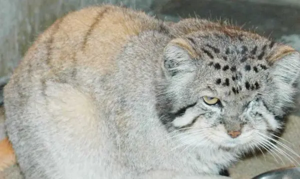A photograph of Jubei in Higashiyama Zoo and Botanical Gardens