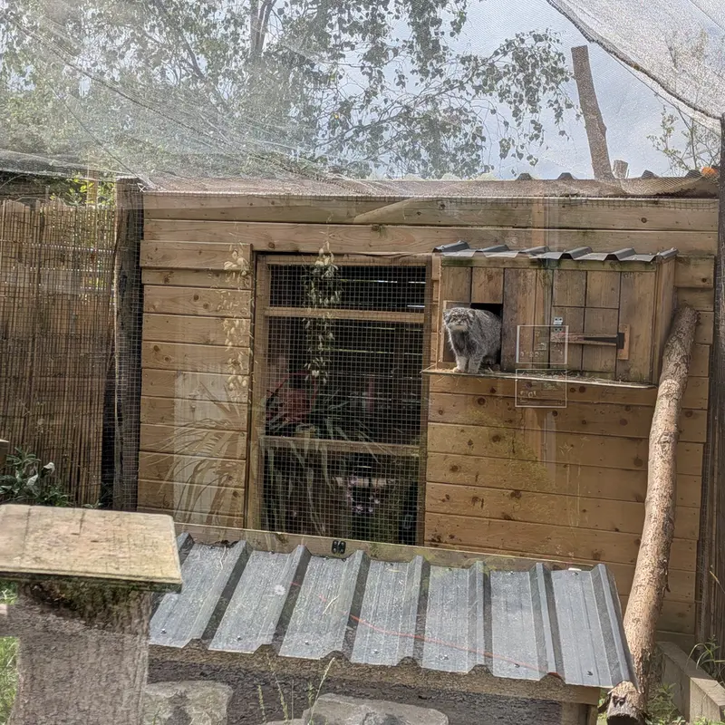 A photograph of Altai in The Lakeland Wildlife Oasis