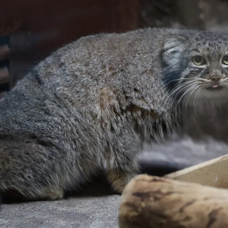 A photograph of Shafran in Ueno Zoological Gardens
