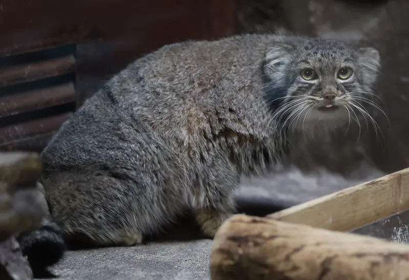 A photograph of Shafran in Ueno Zoological Gardens