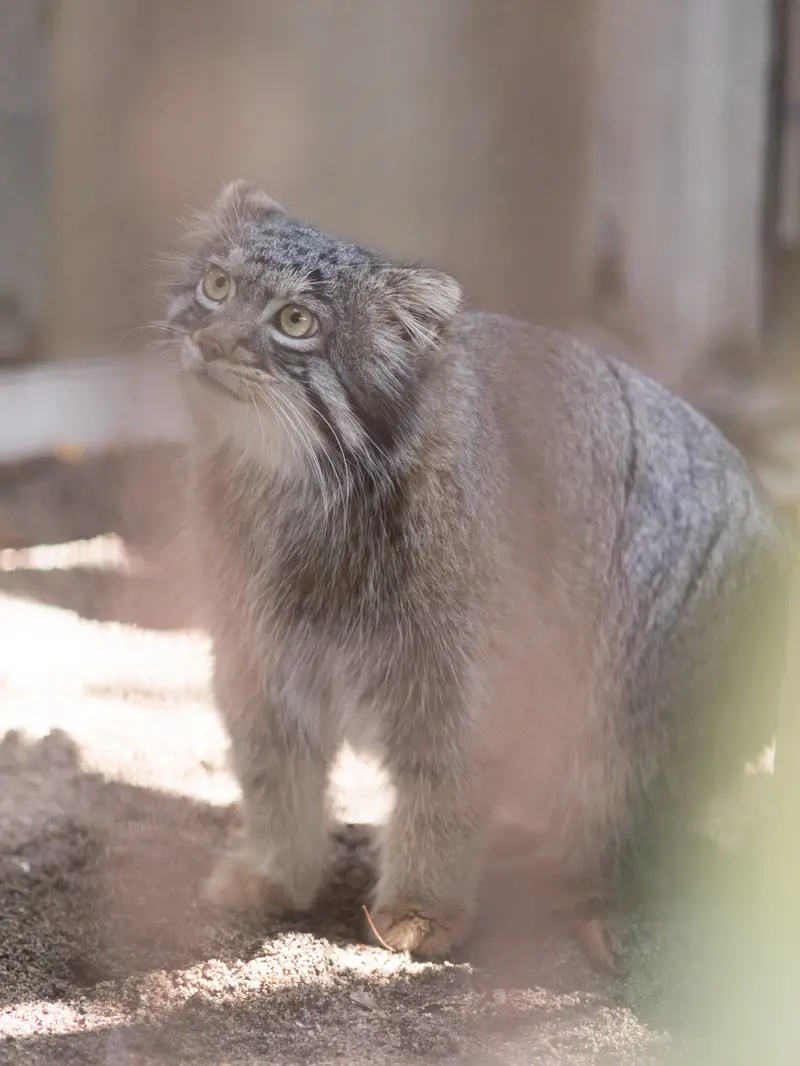 A photograph of Figa in Nogeyama Zoo
