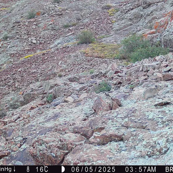 A photograph of Kazakh pika from Janator [new] camera trap