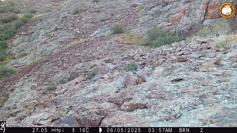 A photograph of Kazakh pika from Janator [new] camera trap