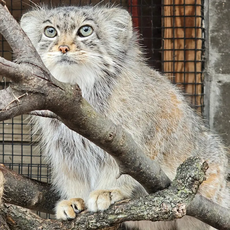 A photograph of Nozomi in Miller Park Zoo