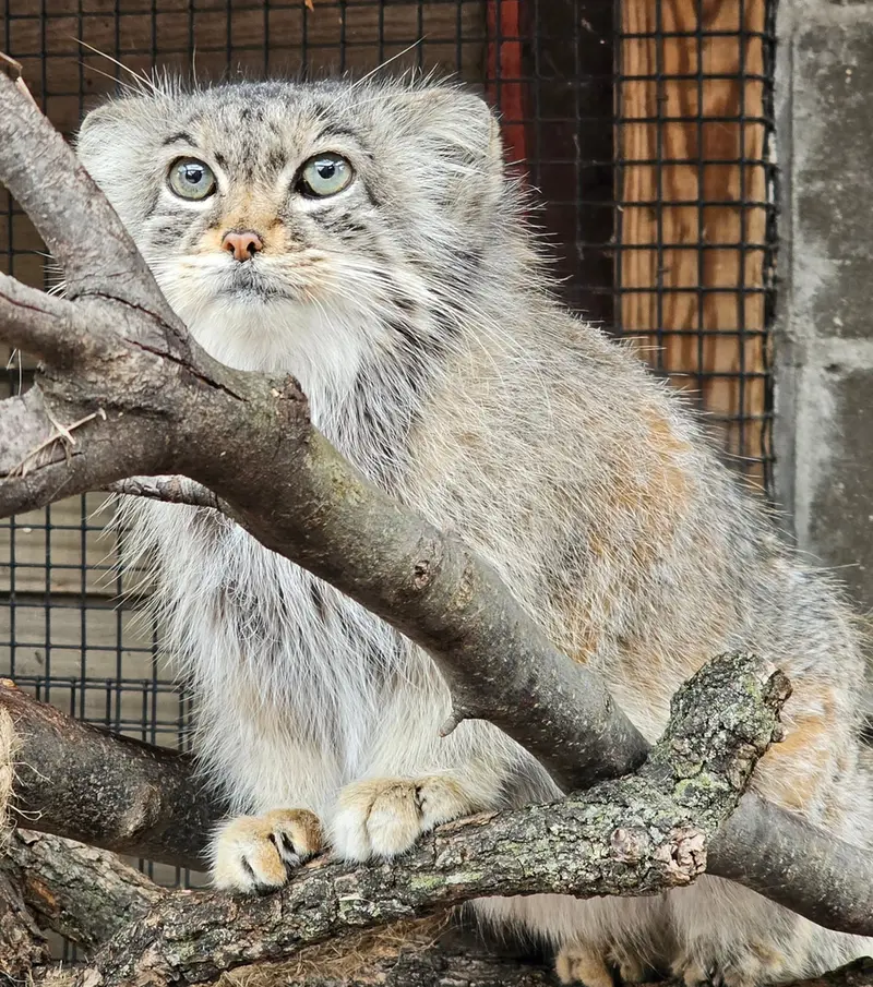 A photograph of Nozomi in Miller Park Zoo