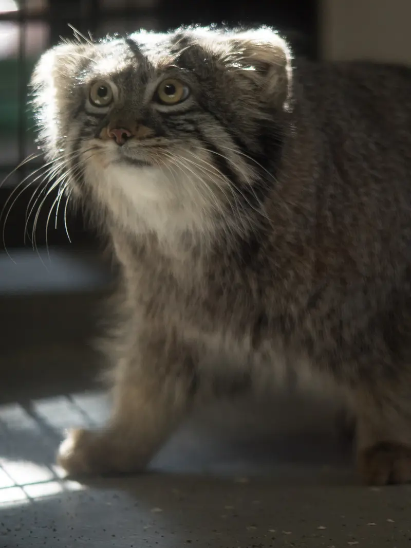 A photograph of Figa in Nogeyama Zoo