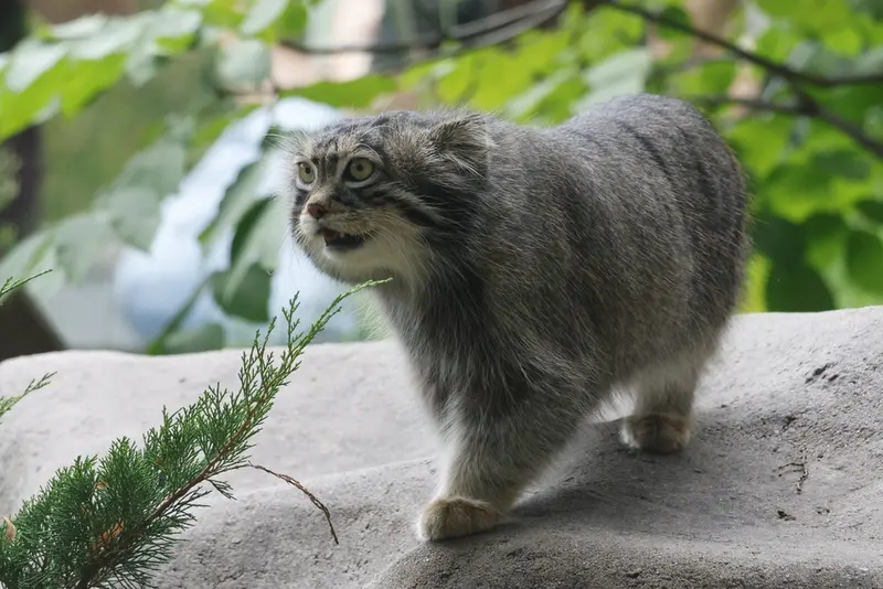 A photograph of a Pallas's cat
