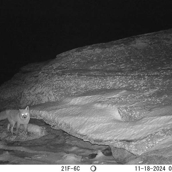 A photograph of Red fox from Bektauata 1 camera trap