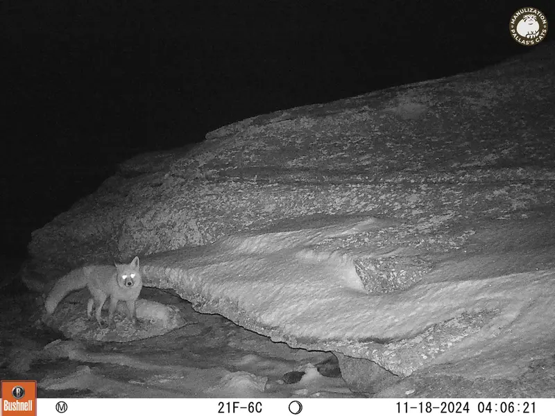 A photograph of Red fox from Bektauata 1 camera trap