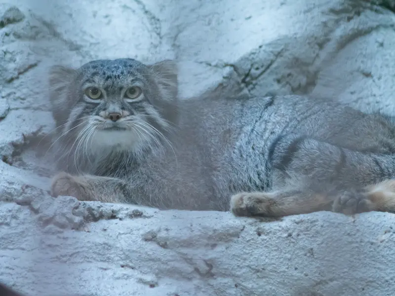 A photograph of Figa in Nogeyama Zoo