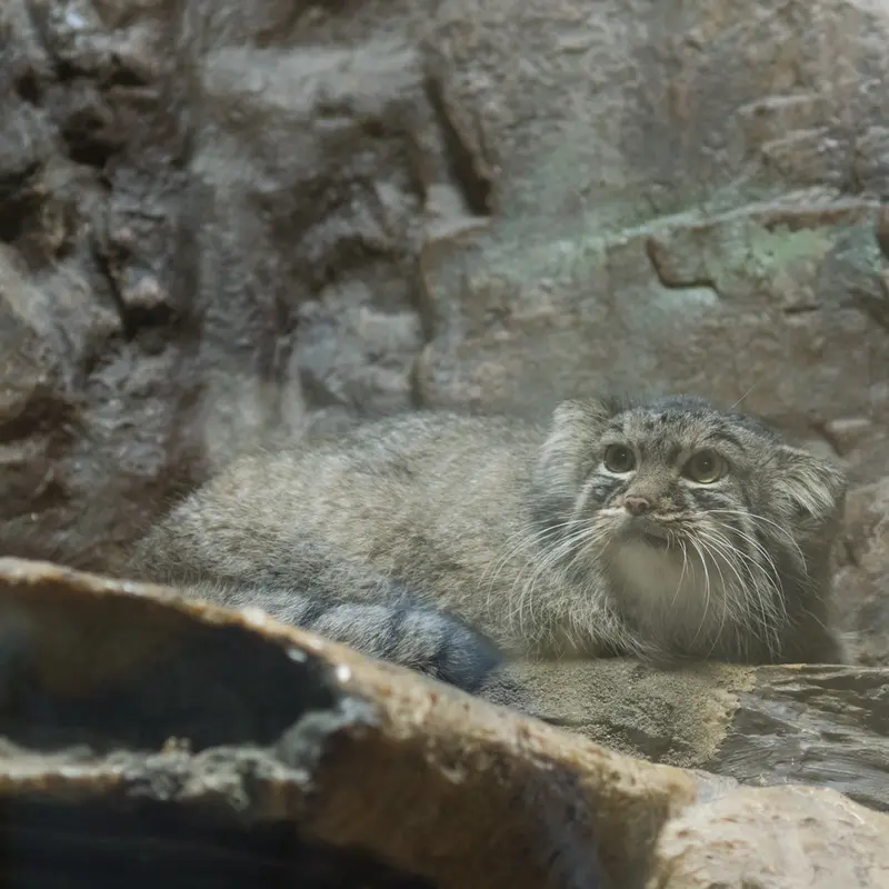 A photograph of Shafran in Ueno Zoological Gardens