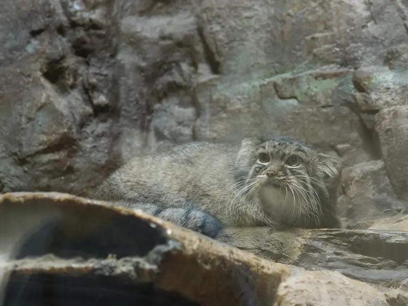 A photograph of Shafran in Ueno Zoological Gardens