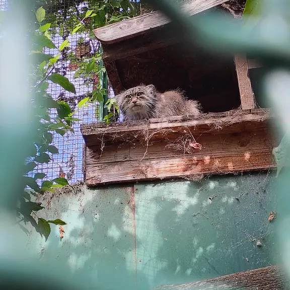 A photograph of Bohus in Budapest Zoo & Botanical Garden