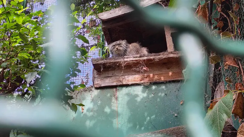 A photograph of Bohus in Budapest Zoo & Botanical Garden