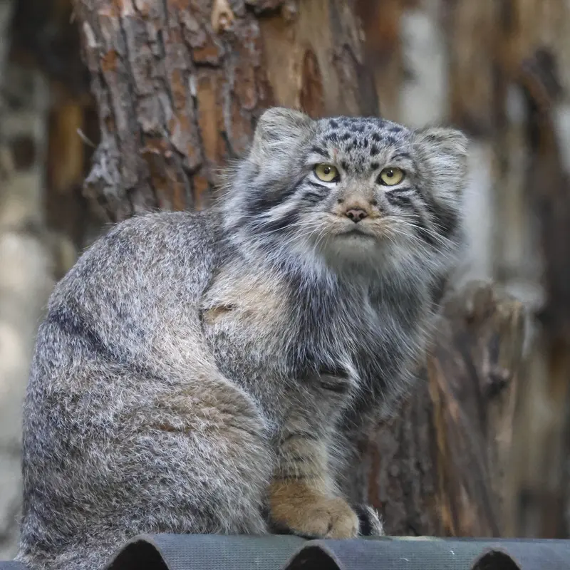 A photograph of Son of Lolo b.2026 Ⅱ in Novosibirsk Zoo