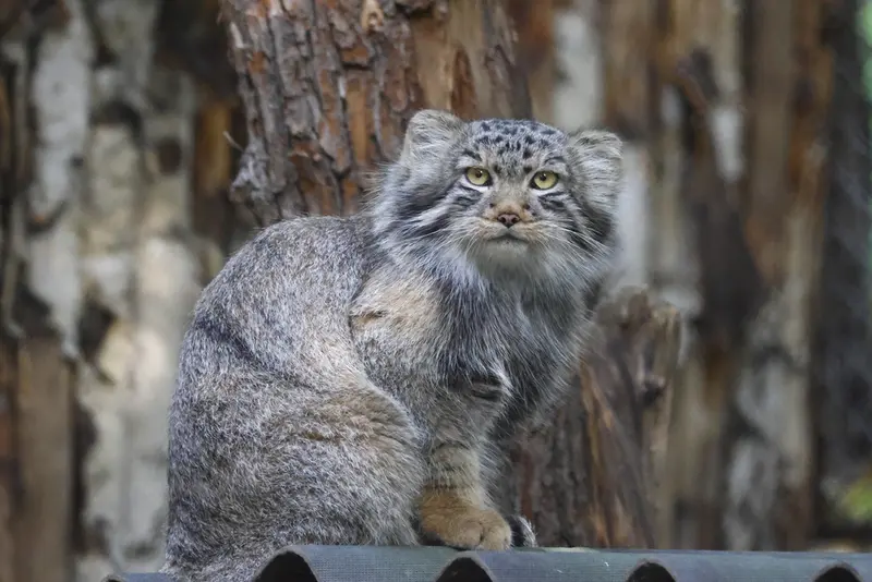 A photograph of Son of Lolo b.2026 Ⅱ in Novosibirsk Zoo