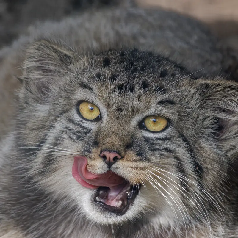 A photograph of a Pallas's cat in Leningrad zoo