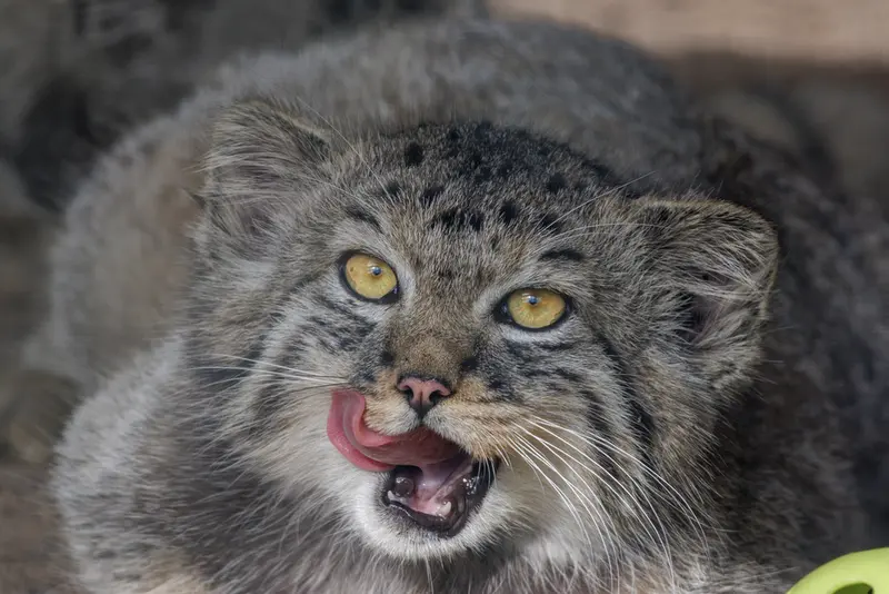 A photograph of a Pallas's cat in Leningrad zoo